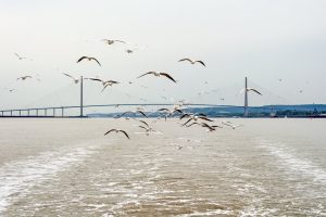 Il ponte di Normandia